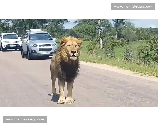 索罗・西科亚加冕全美冠军：实力碾压，何须 “YEET” 狂欢？